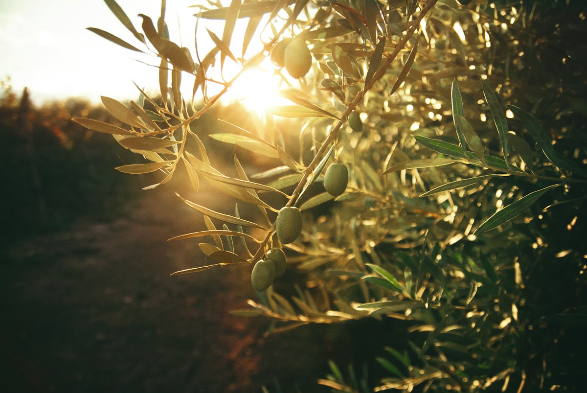Sonnenlicht fällt durch die Zweige eines Olivenbaums