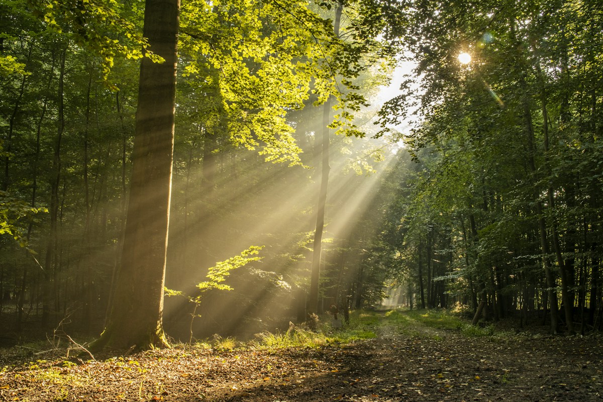 Ein Waldweg führt zwischen Bäumen in das Sonnenlicht